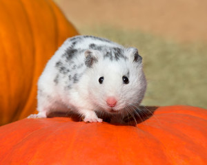 White sprinkled polywhite Syrian Hamster also called Dalmatian Hamster