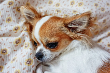 chihuahua dogs is resting