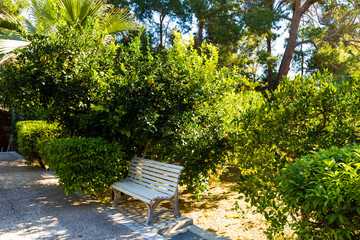 Fototapeta premium White bench under the orange trees in the summer garden.