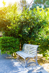 White bench under the orange trees in the summer garden.