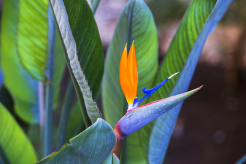 Beautiful Bird of Paradise Flower. Tropical flower Strelitzia reginae on green background