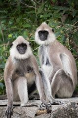 Zwei Languren Affen sitzen auf einer Mauer, Sri Lanka