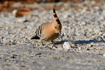 Wiedehopf bei der Futtersuche