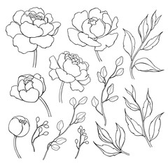 Peony flower and leaves line drawing. Vector hand drawn outline 