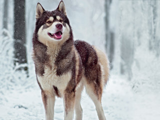 Winter portrait of a Husky
