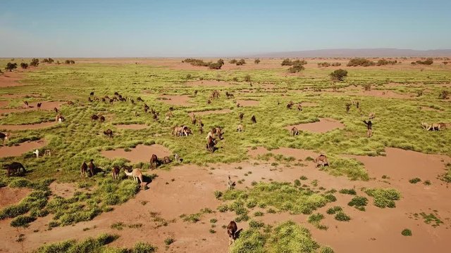 Aerial view on herd of camels grazes near the Sahara desert in Morocco, 4k
