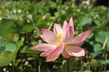Lotus. Charming flower in the botanical garden of Mauritius