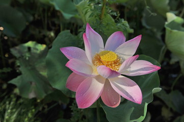 Lotus. Charming flower in the botanical garden of Mauritius