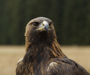 Golden eagle portrait