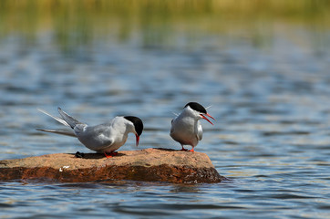 Birds on Rock