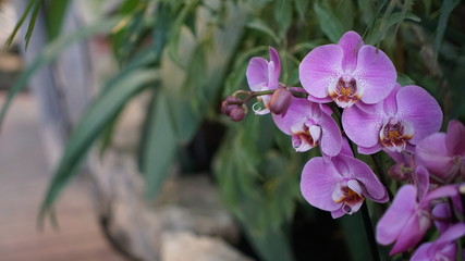 Beautiful blooming orchid flower in the garden with natural green floral background. Amazing plants for postcard and agriculture design with space for text. Phalaenopsis orchid.