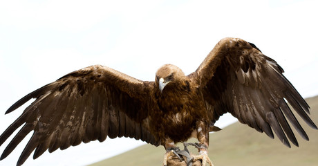 Golden Eagle with its wings spread
