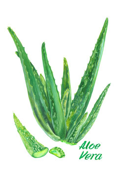 Watercolor Aloe Vera Isolated