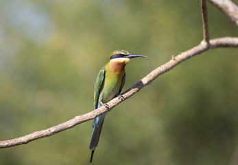 Bee-eater bird from Sri Lanka