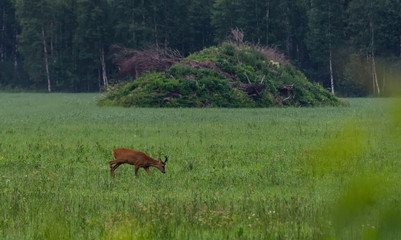 Obraz na płótnie Canvas Roe deer in grass