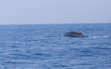 Obraz premium Blue whale in Indian ocean