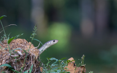 Indian ratsnake from Sri Lanka