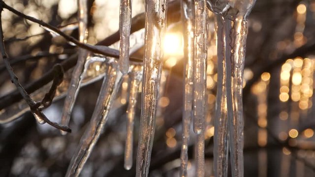 beautiful icicles on the tree branch against sunset, spring concept 