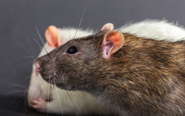 white and gray rats