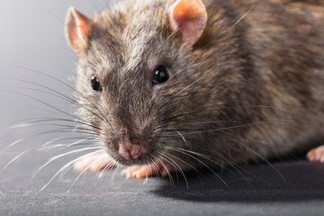 animal gray rat close-up