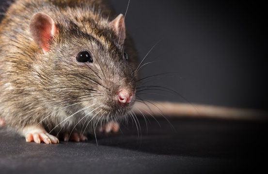 animal gray rat close-up