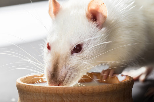 animal white rat eating