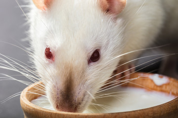 animal white rat eating
