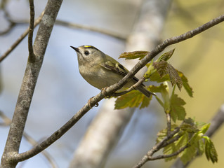 Goldcrest