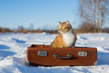 Кошка сидит в чемодане на улице зимой