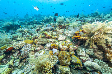 Coral reef off coast of Bali