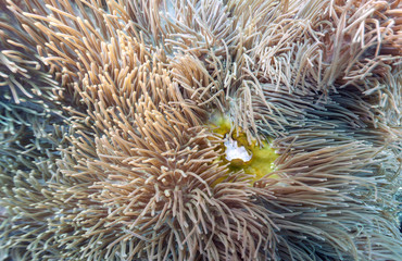 Coral reef off coast of Bali