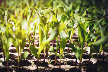 Close-up of young plants ready to be planted