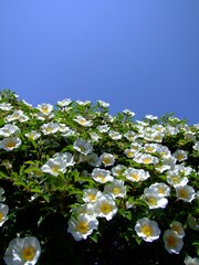 夏空に咲くヒメシャラ