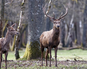 cerfs fôret de Rambouillet