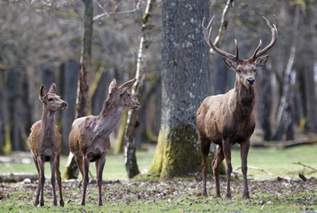 cerfs fôret de Rambouillet