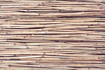 Dry reed background