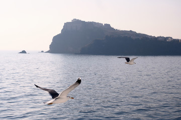 Seagulls