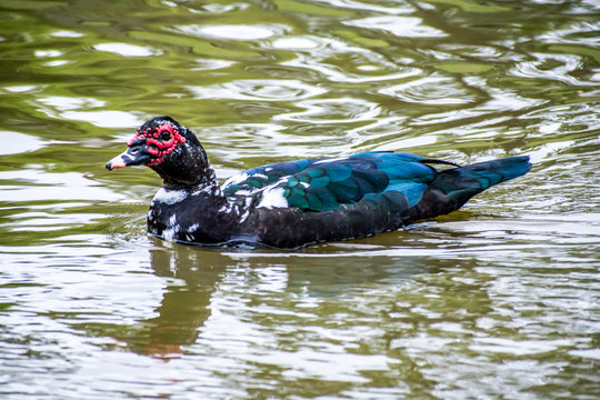 Dark Duck with Red Face Swimming in Pond