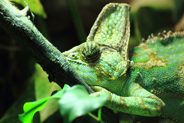 green chameleon in the jungle