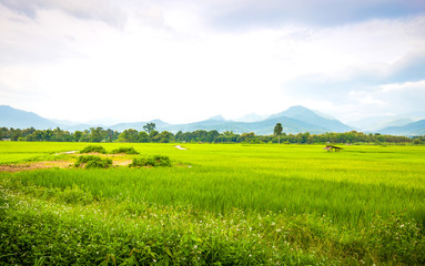 Fototapeta na wymiar Hut and rice paddies.