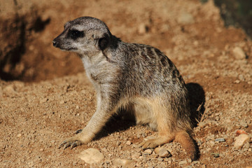 detail of suricata animal