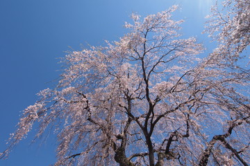 しだれ桜　阿弥陀寺