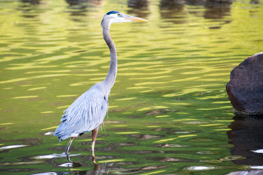 Blue Heron Wading in Pond