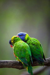 Naklejka premium A pair of Rainbow Lorikeets fighting/playing/teasing each other on a tree branch (Trichoglossus haematodus)