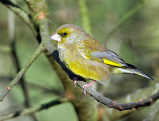 Greenfinch