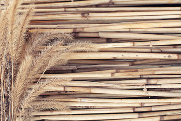 Dry  plants on reed background