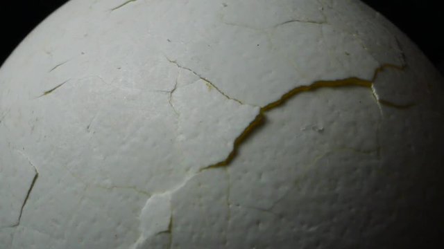 A texture of an egg shell