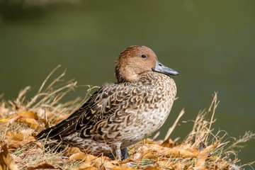 オナガガモのメス