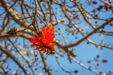 Red flower on bare branches of Coral tree