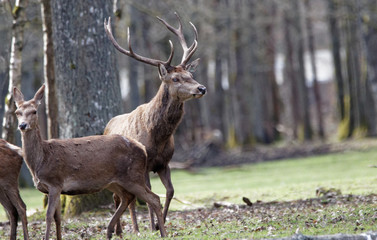cerfs en fôret de Rambouillet